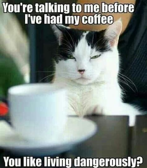 big cat coffee memes|15 Cats Hyped Up On Coffee Memes To Get Your Through This。